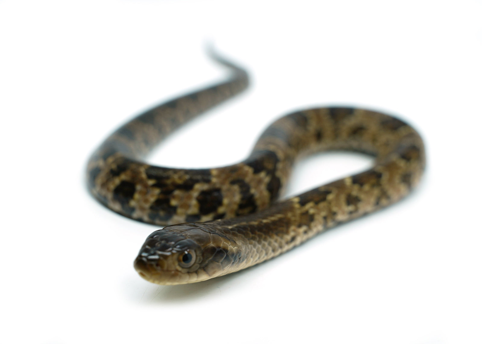 Male Hatchling American Hypo False Water Cobra