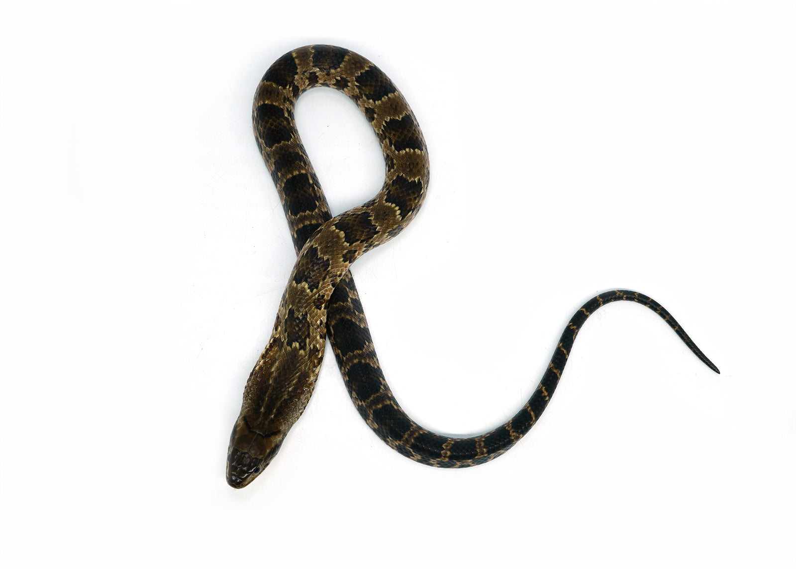 Male Hatchling American Hypo False Water Cobra