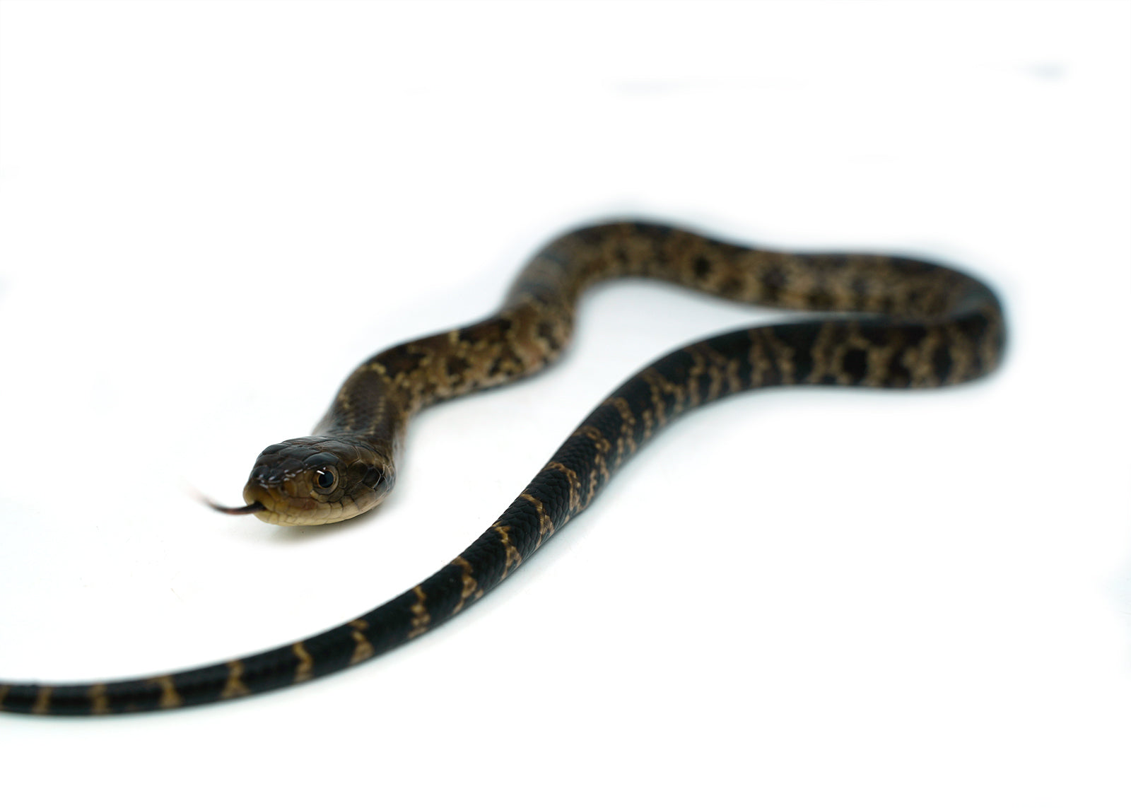 Male Hatchling American Hypo False Water Cobra