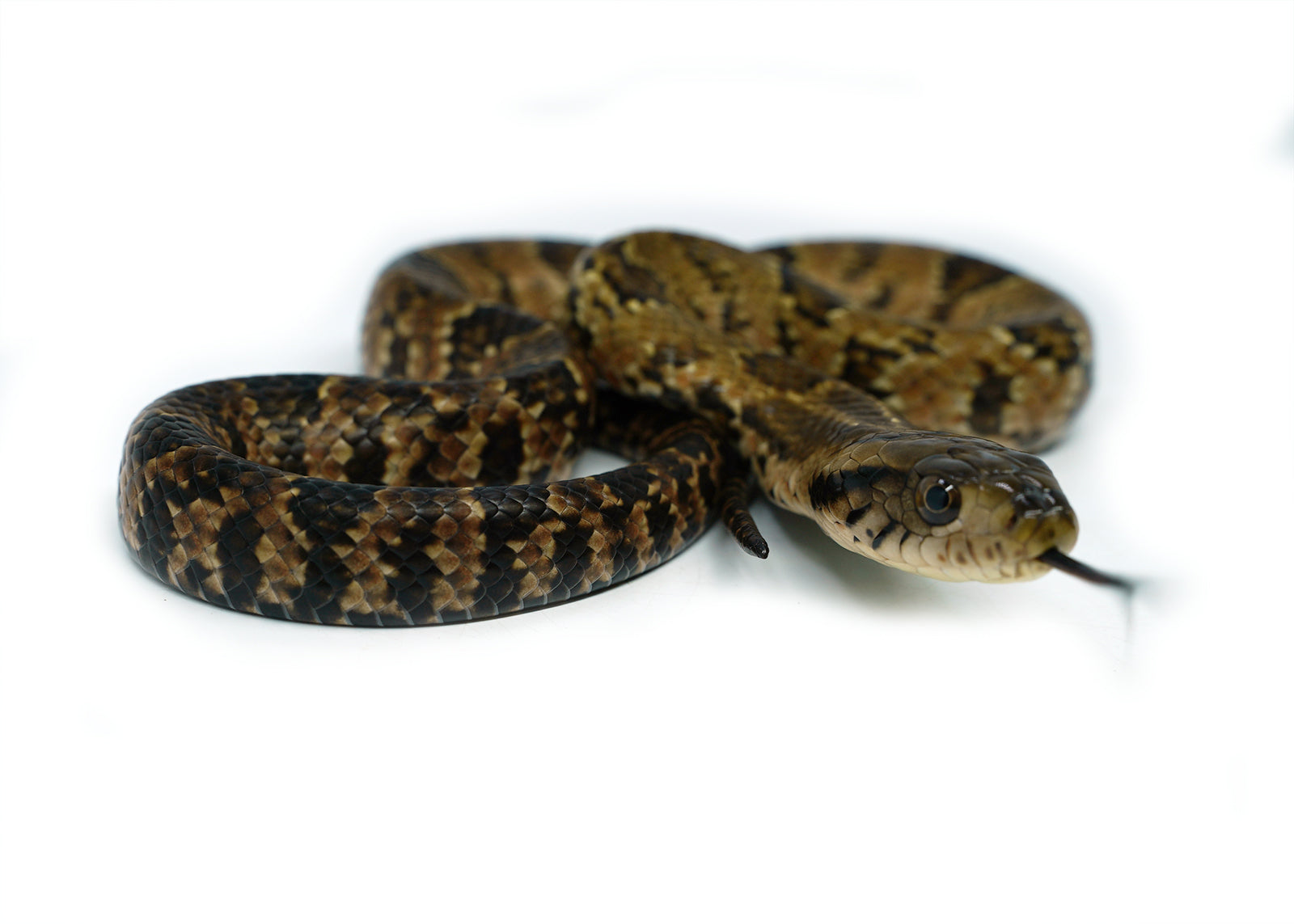Male Hatchling American Hypo False Water Cobra