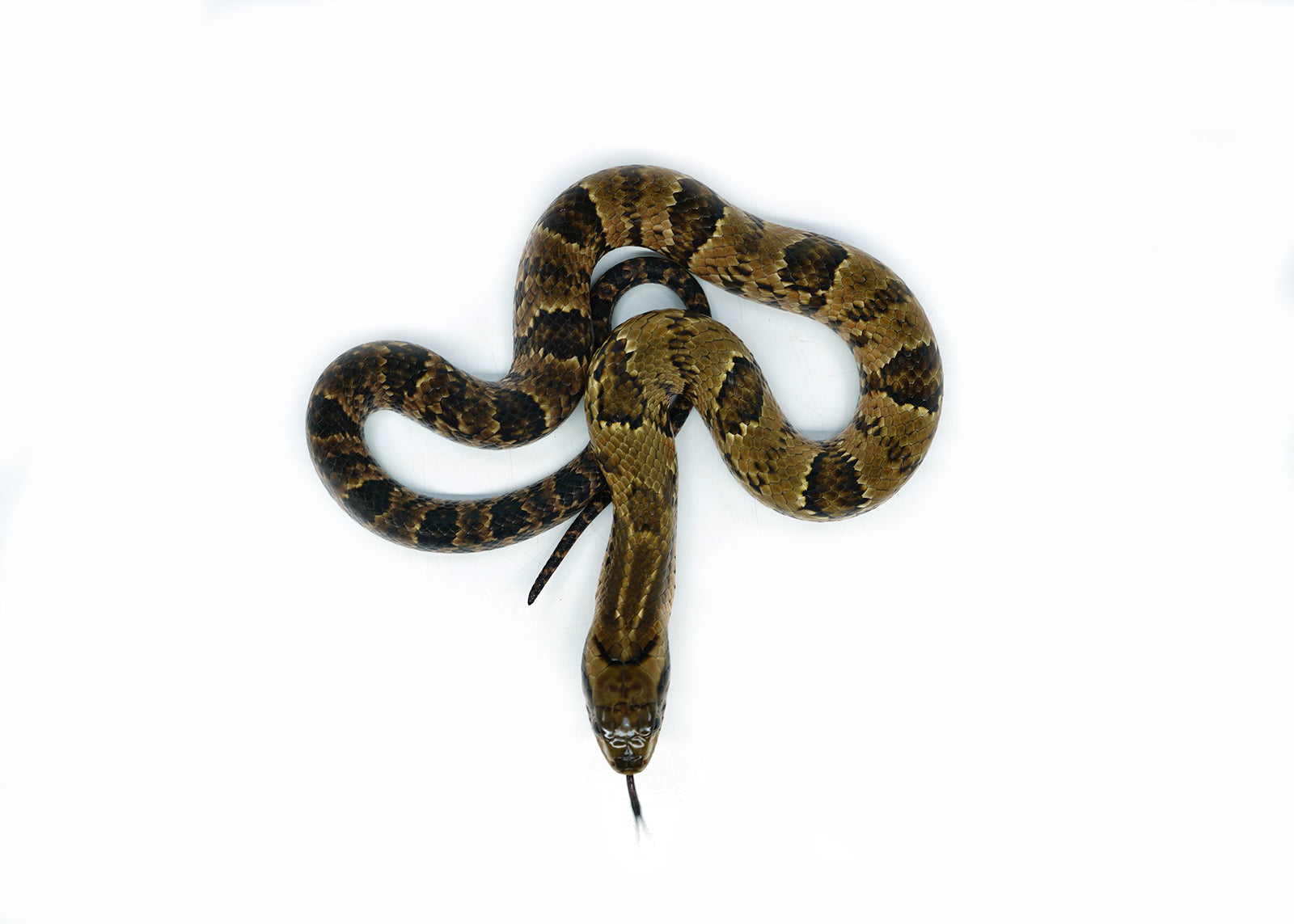 Male Hatchling American Hypo False Water Cobra