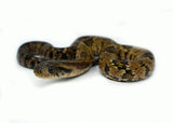 Load image into Gallery viewer, Male Hatchling American Hypo False Water Cobra