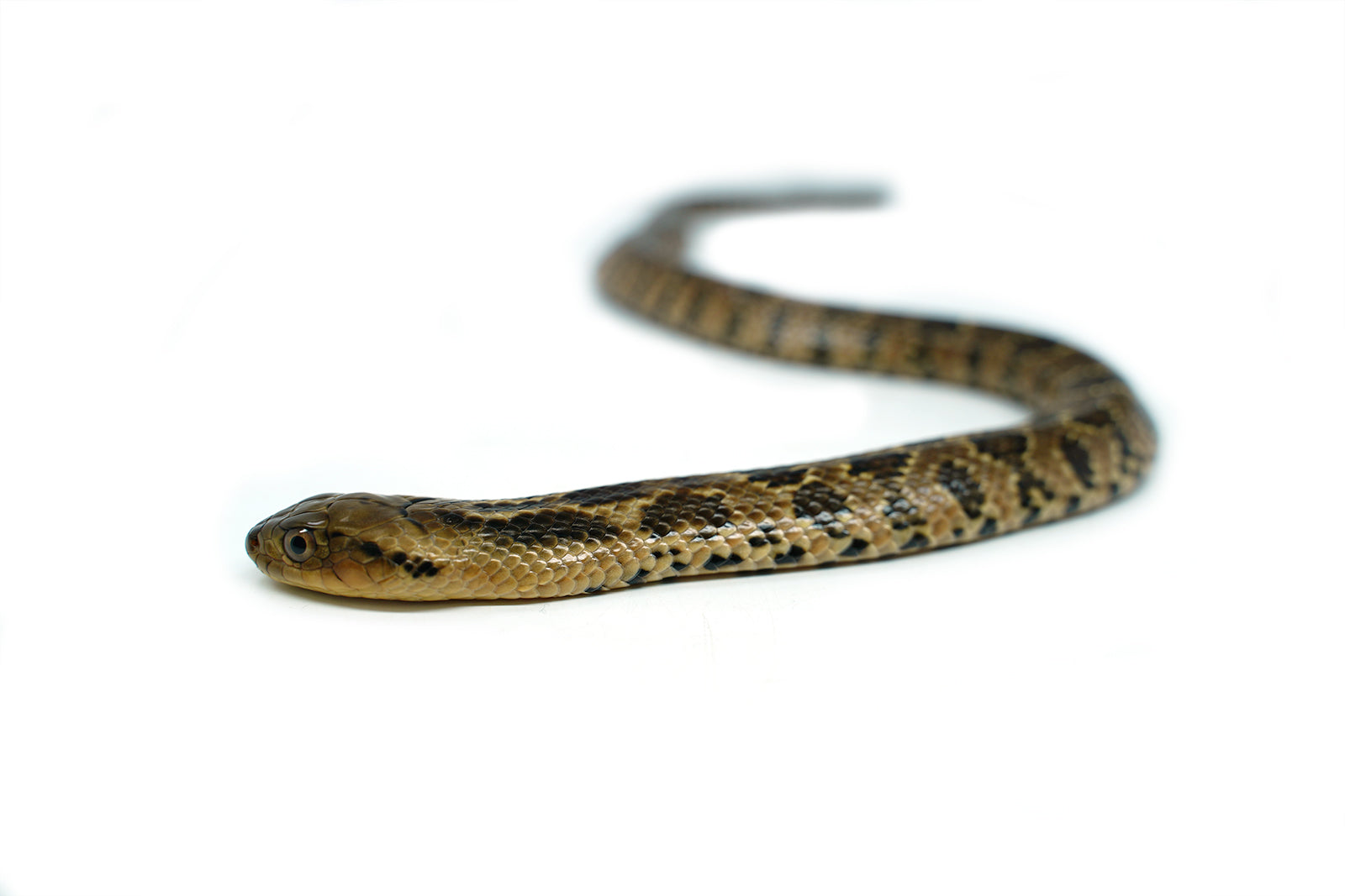 Male Hatchling American Hypo False Water Cobra