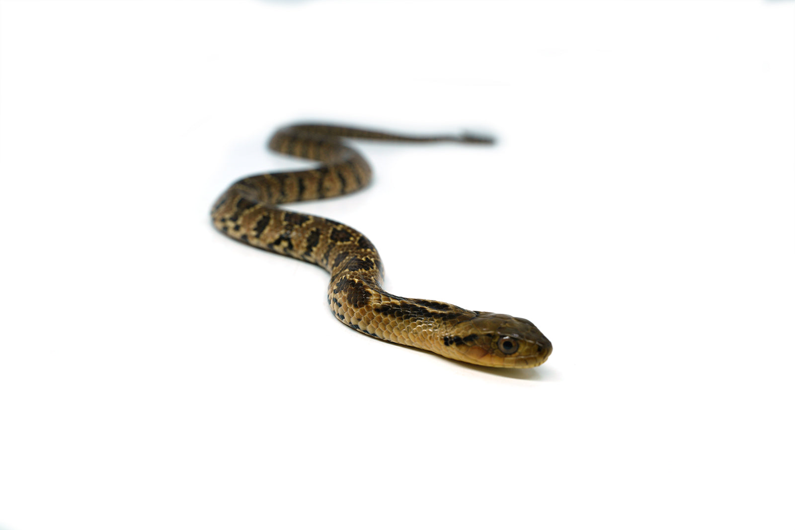 Male Hatchling American Hypo False Water Cobra