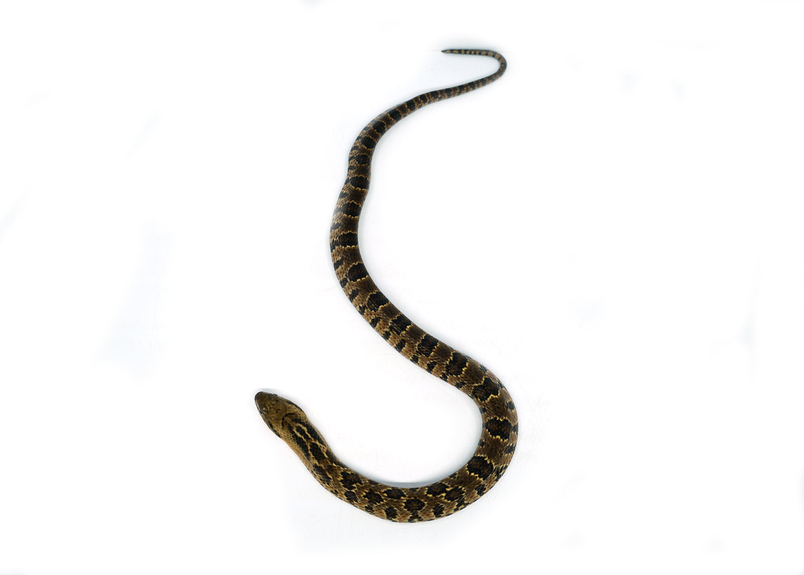 Male Hatchling American Hypo False Water Cobra