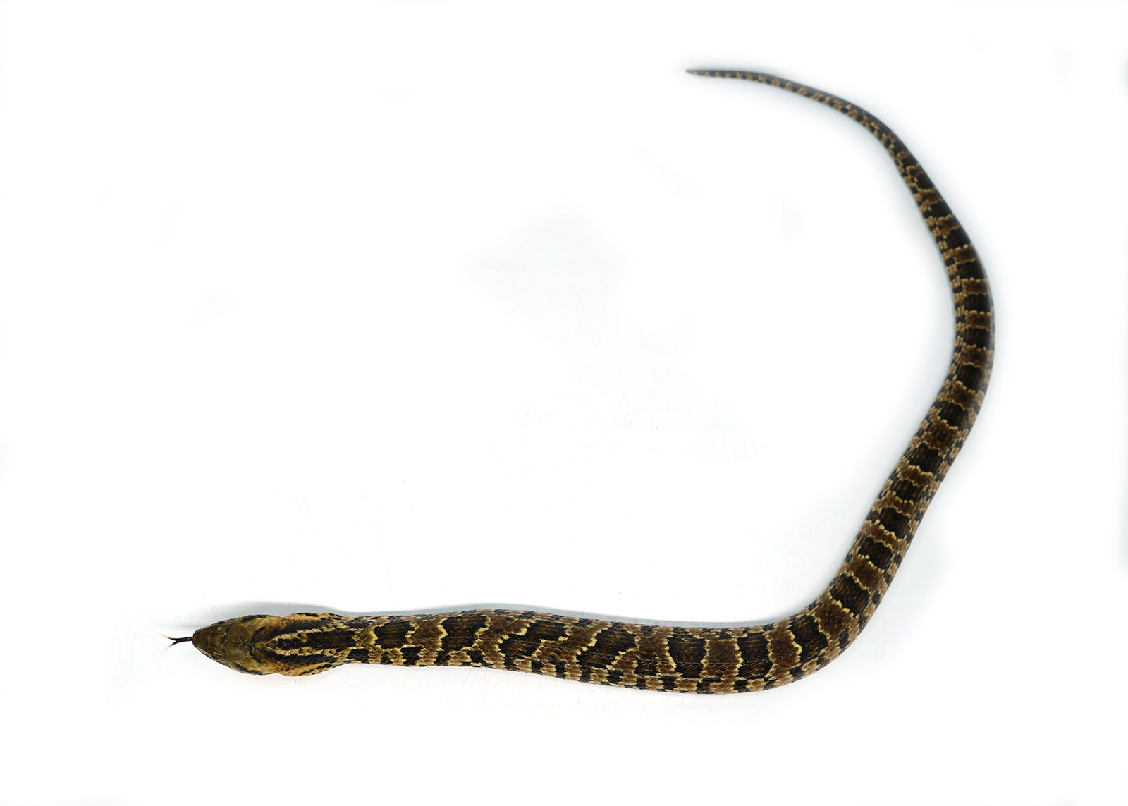 Male Hatchling American Hypo False Water Cobra