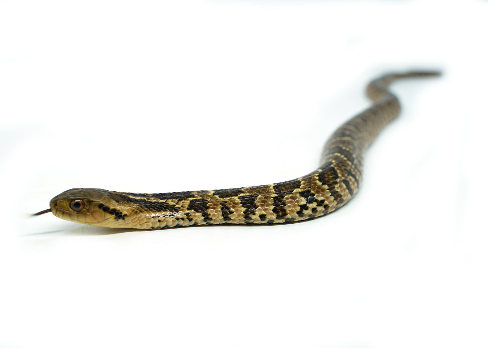 Male Hatchling American Hypo False Water Cobra