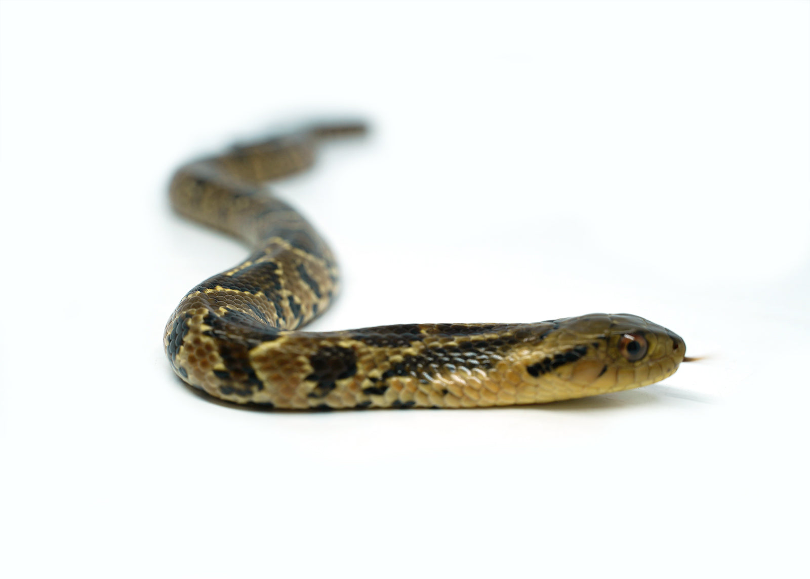 Male Hatchling American Hypo False Water Coabra