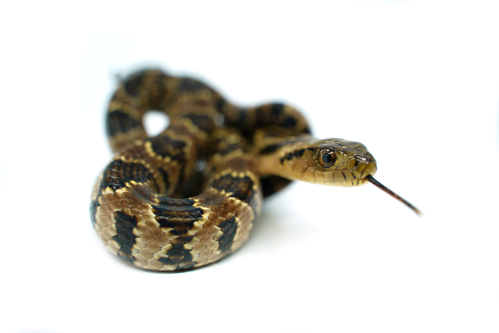 Male Hatchling American Hypo False Water Cobra