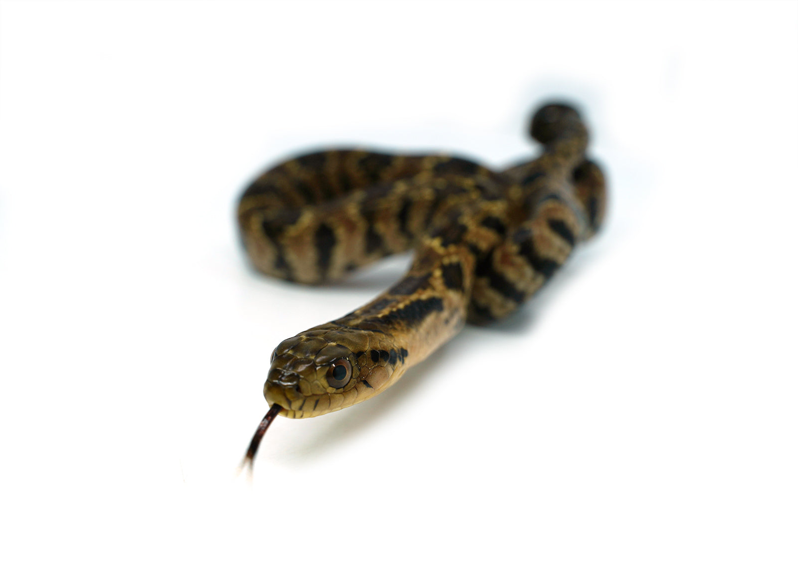 Male Hatchling American Hypo False Water Cobra