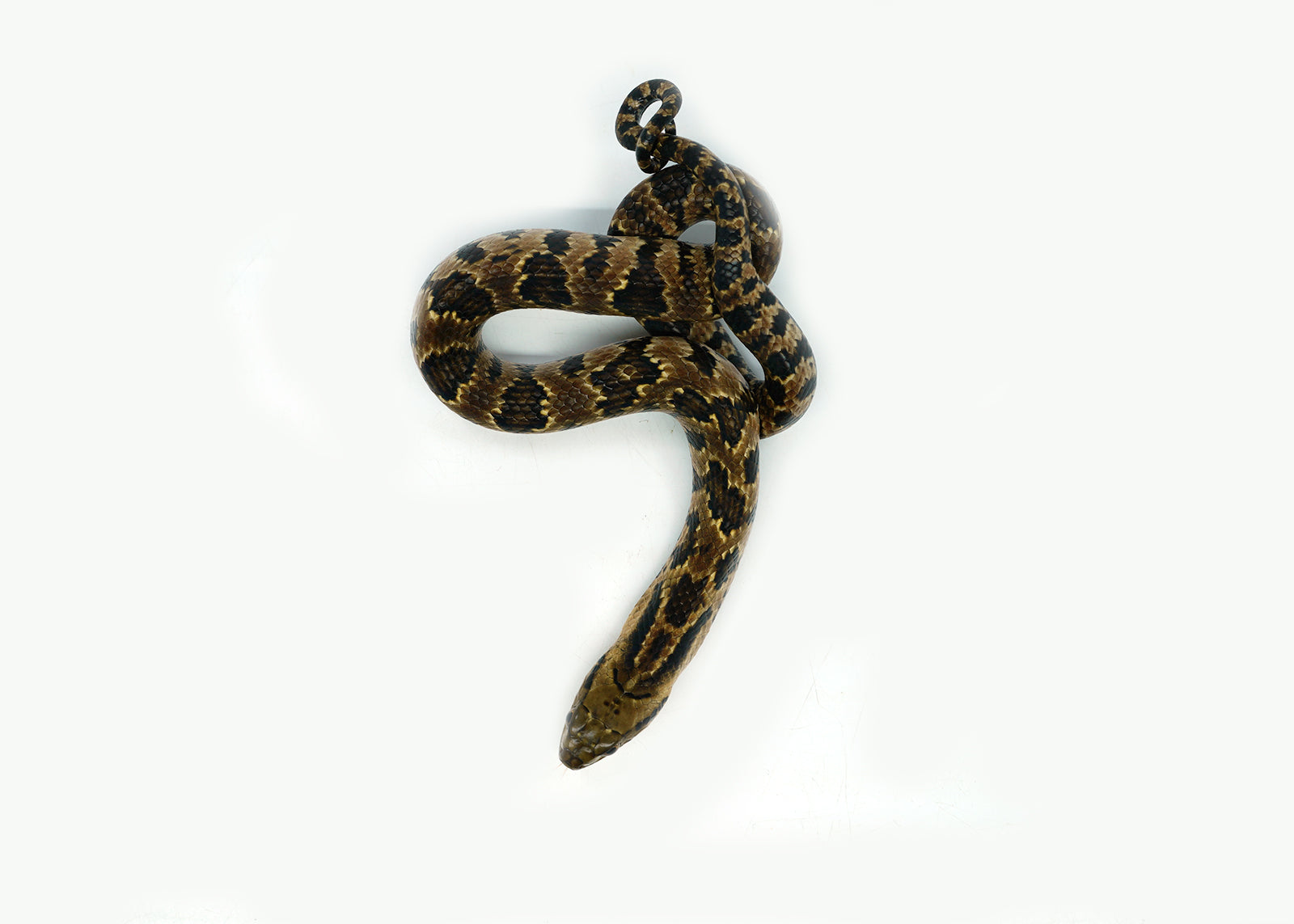 Male Hatchling American Hypo False Water Cobra