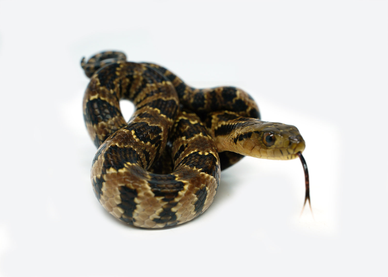 Male Hatchling American Hypo False Water Cobra