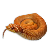 Load image into Gallery viewer, Pair Male Axanthic Super Anaconda Possible Het Albino &amp; Female Red Extreme Albino Super Anaconda Western Hognose Snakes