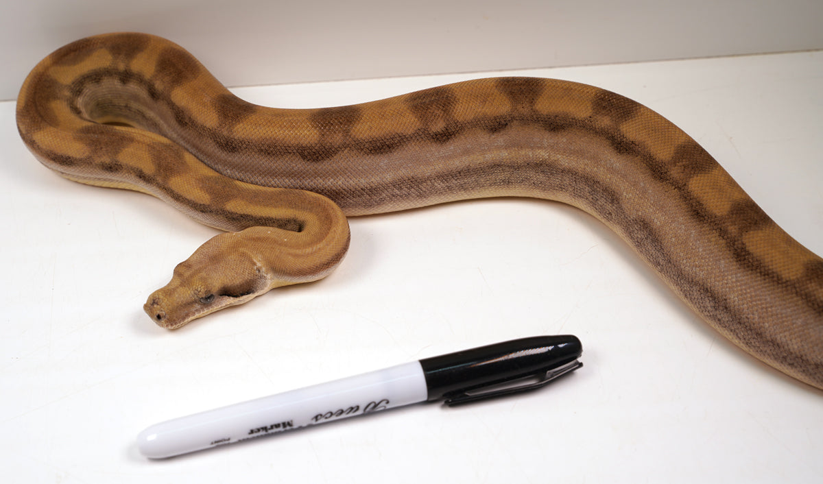 SALE! 21' (Updated)  Female Anery ODD  Motley Fire Poss. Het Khal Albino Boa Constrictor.