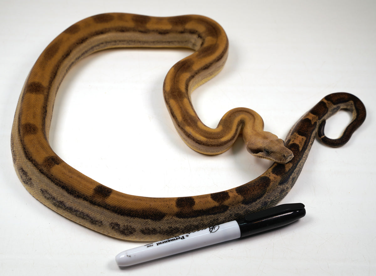 SALE! 21' (Updated) Female Fire Motley Het Anerythristic Possible Het Kahl Albino Boa Constrictor.