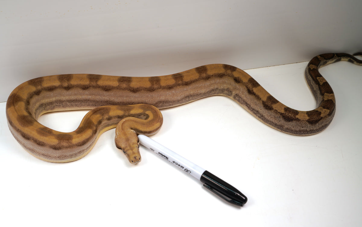 SALE! 21' (Updated)  Female Anery ODD  Motley Fire Poss. Het Khal Albino Boa Constrictor.