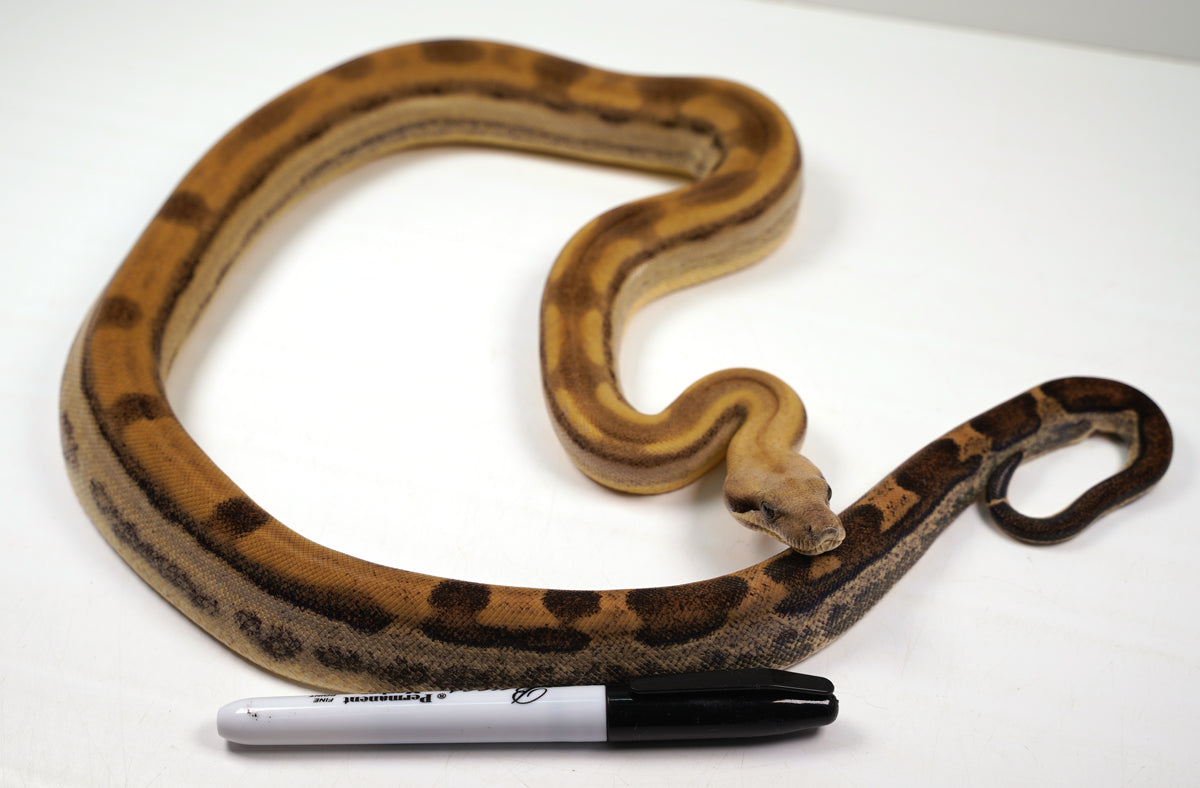 SALE! 21' (Updated) Female Fire Motley Het Anerythristic Possible Het Kahl Albino Boa Constrictor.
