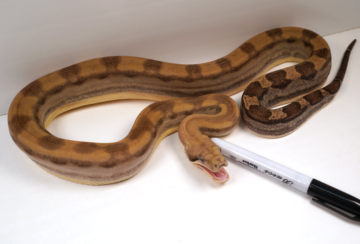 SALE! 21' (Updated)  Female Anery ODD  Motley Fire Poss. Het Khal Albino Boa Constrictor.