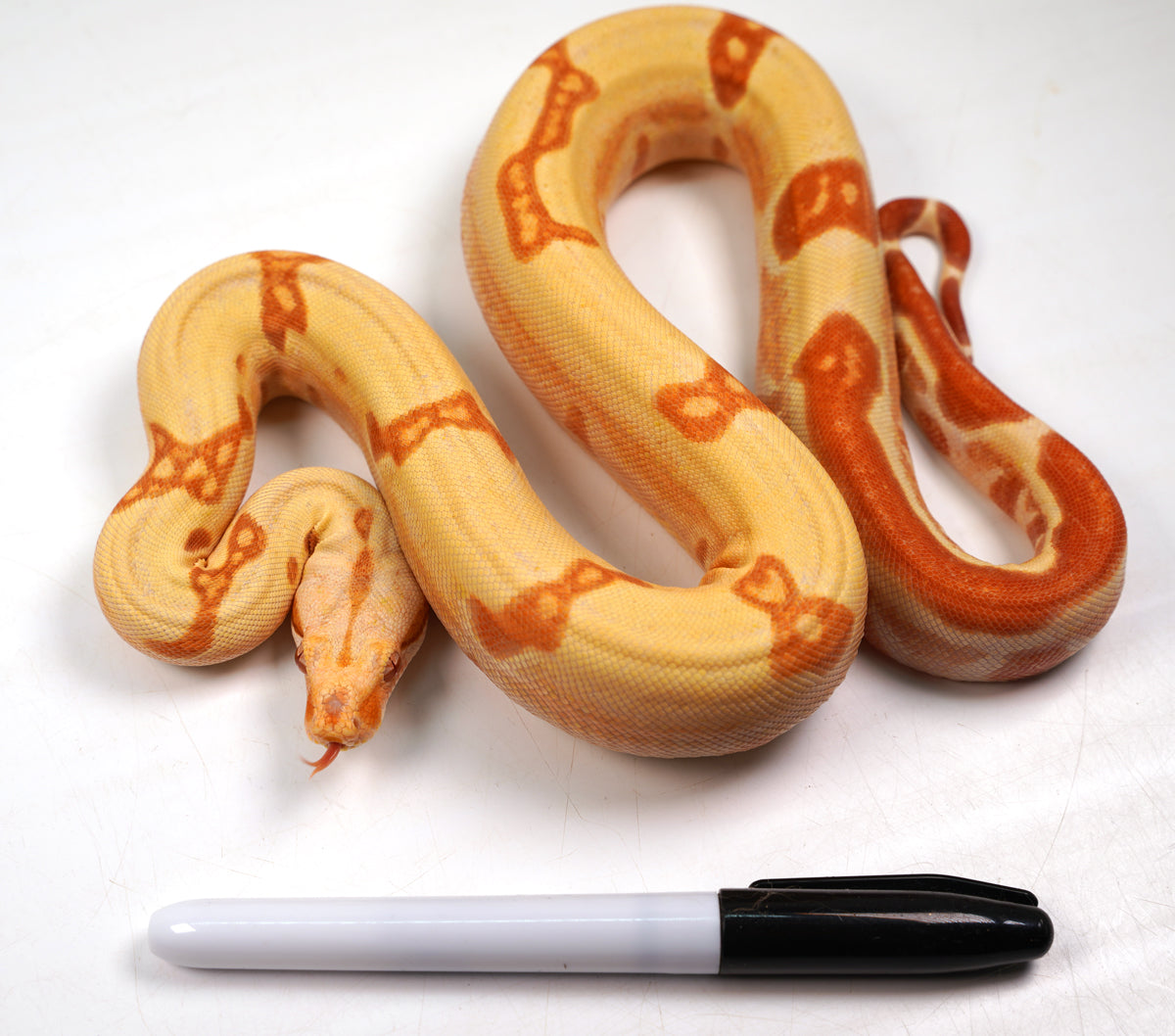 SALE! 2021 (Updated) Female Lipstick Kahl Albino Hypo Jungle From Super Stripe Boa Constrictor.