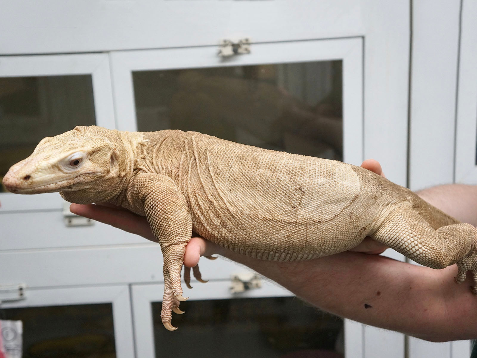 2023 “Flash” x Hypo Celebensis Water Monitor