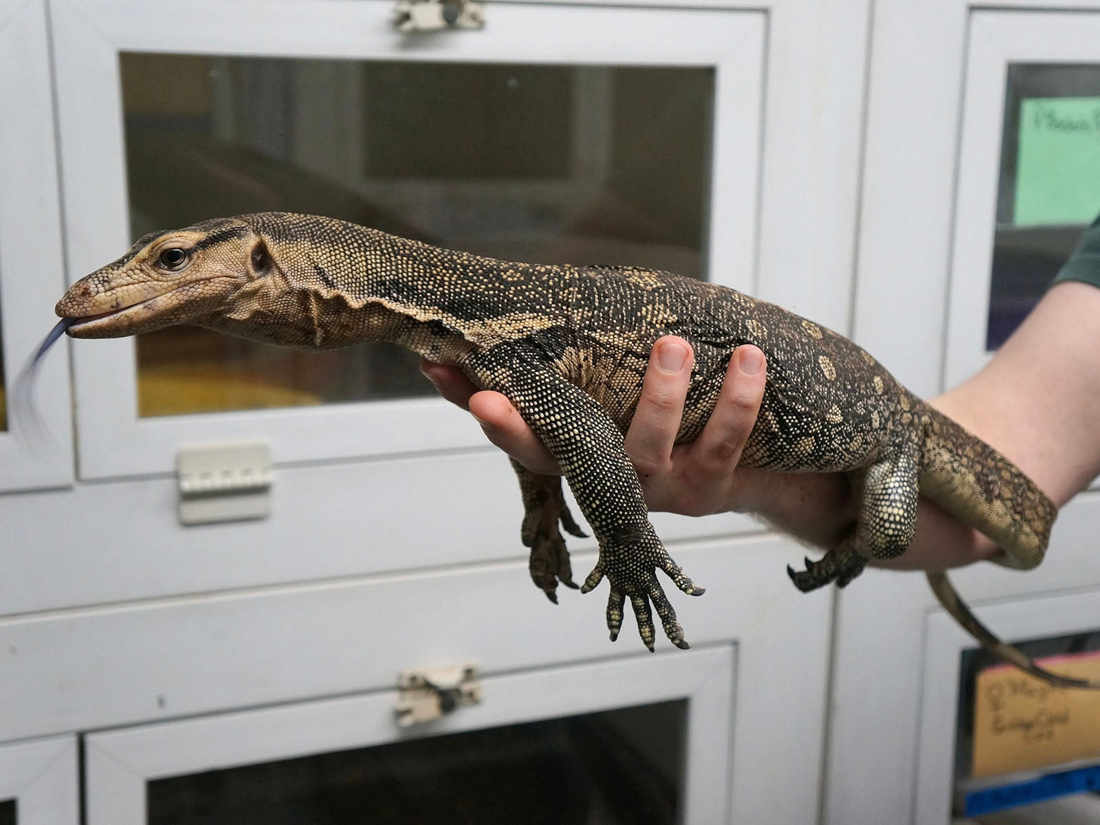 2023 “Flash” x Hypo Celebensis Water Monitor