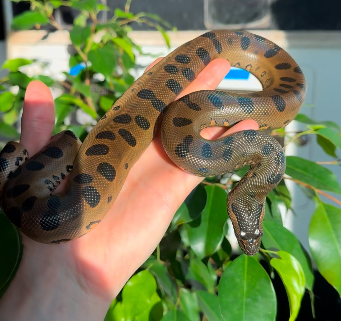 2024 CBB Green Anaconda - Well Started eating Rat Pups