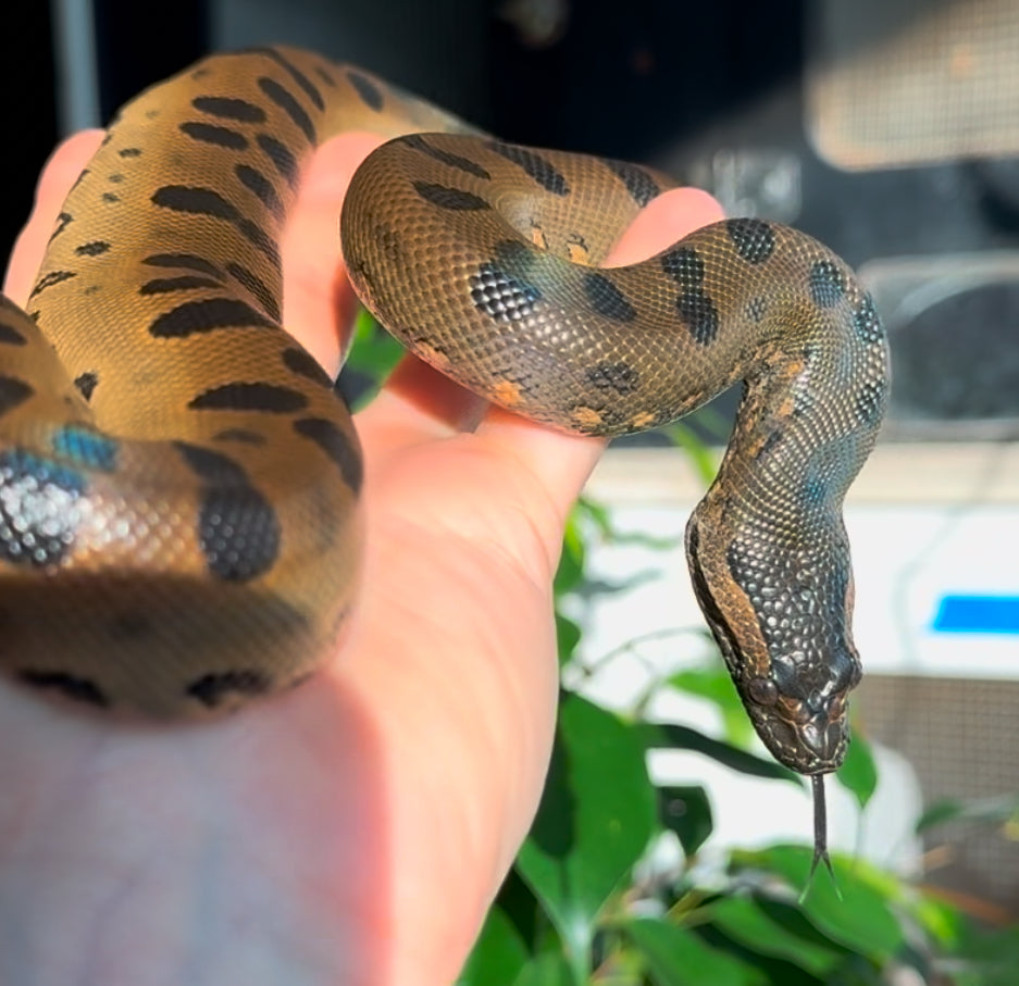 2024 CBB Green Anaconda - Well Started eating Rat Pups