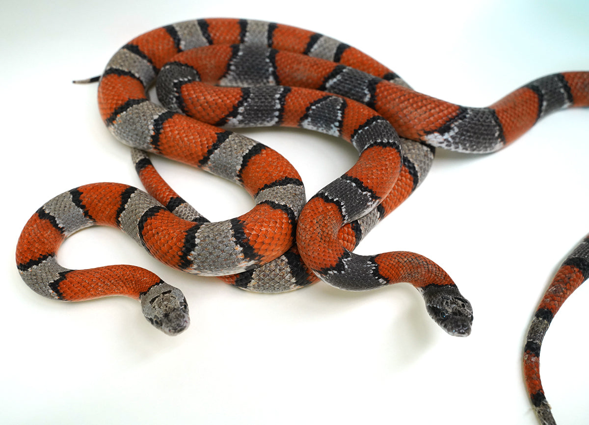 Proven Grey Banded Kingsnake Adult Breeding Pair - These are BEAUTIFUL - Breeding NOW!