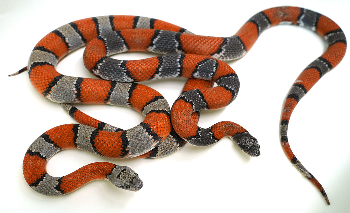 Proven Grey Banded Kingsnake Adult Breeding Pair - These are BEAUTIFUL - Breeding NOW!