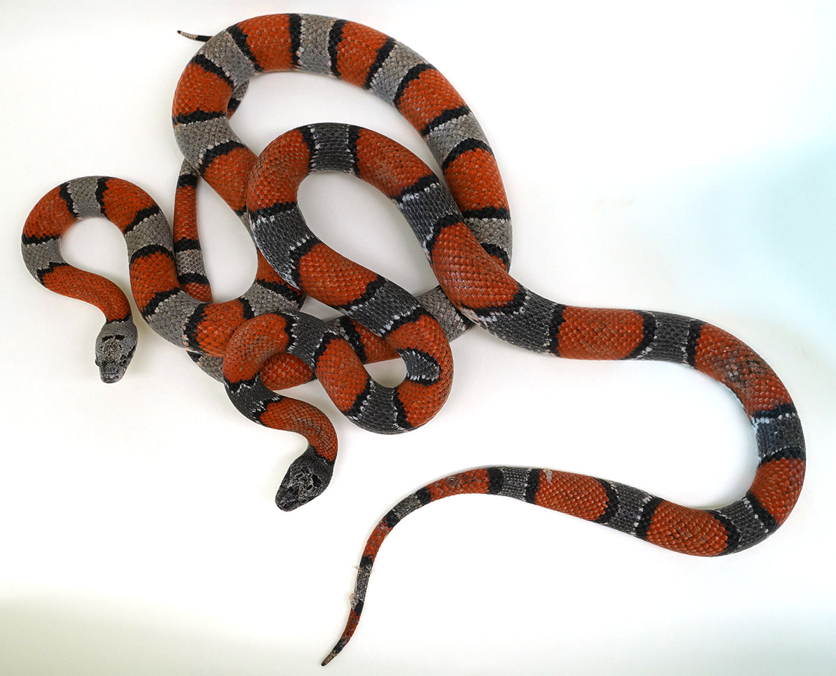 Proven Grey Banded Kingsnake Adult Breeding Pair - These are BEAUTIFUL - Breeding NOW!