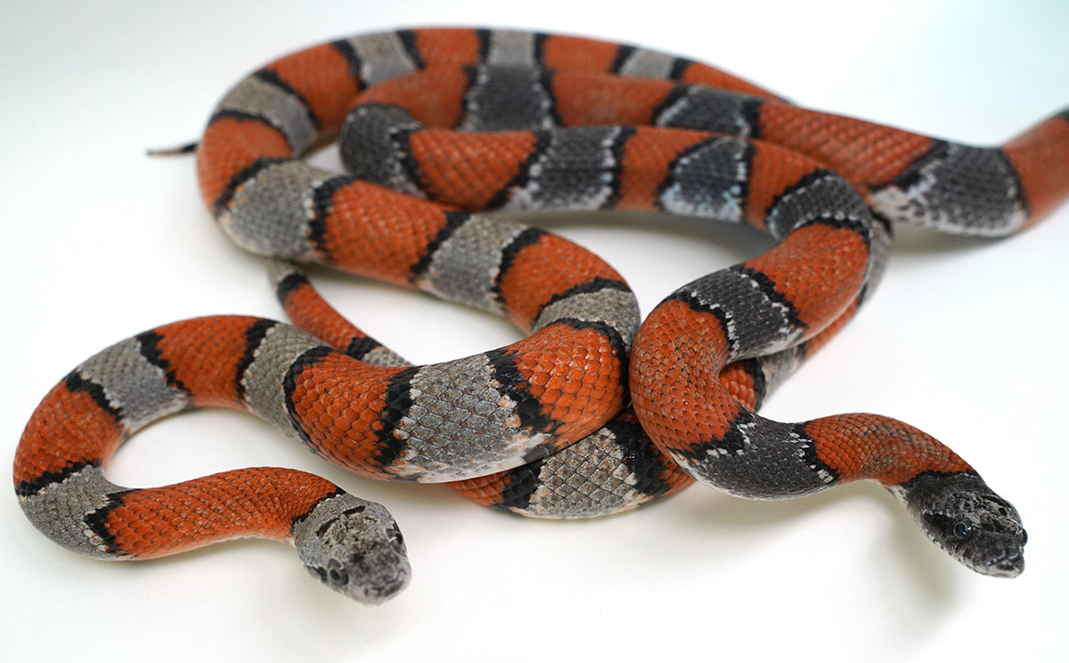 Proven Grey Banded Kingsnake Adult Breeding Pair - These are BEAUTIFUL - Breeding NOW!