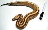Load image into Gallery viewer, Female Genetic Stripe Pos Het TPos Red Stock Blood Python