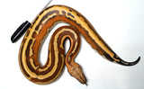 Load image into Gallery viewer, Female Genetic Stripe Pos Het TPos Albino Ultra Red Blood Python