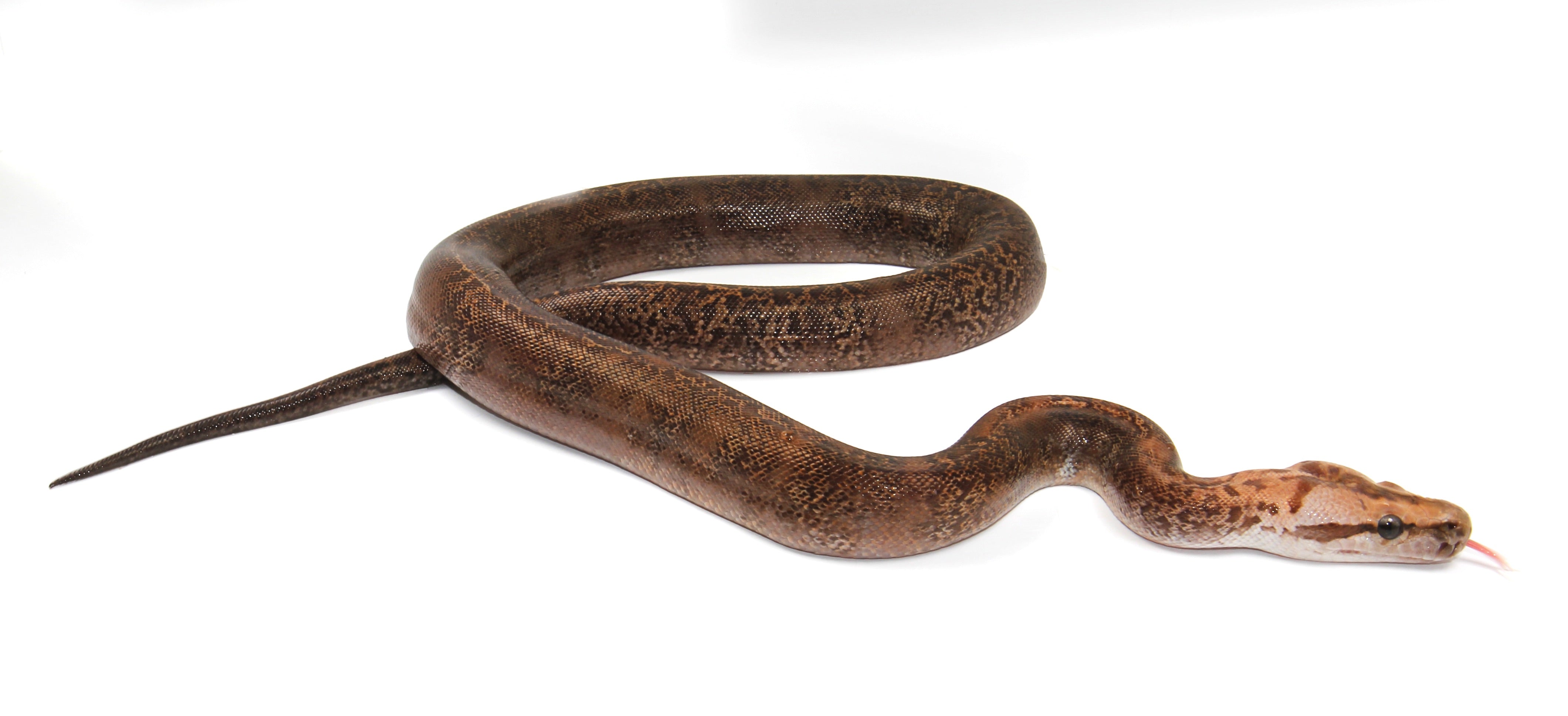 Granite het Albino possible het Pied Burmese Python