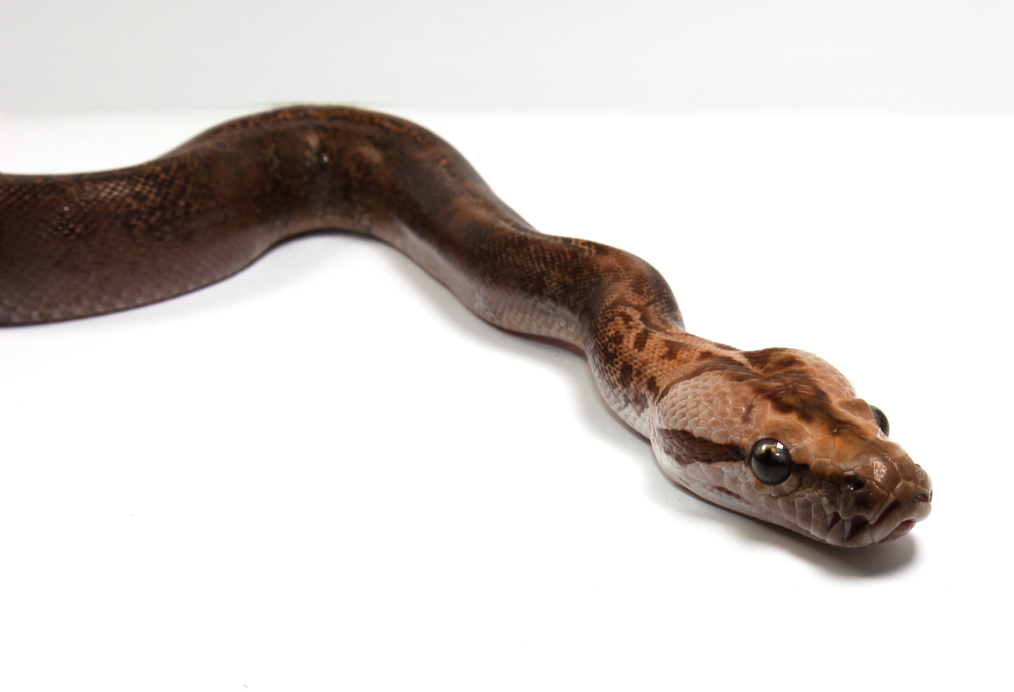 Granite het Albino possible het Pied Burmese Python