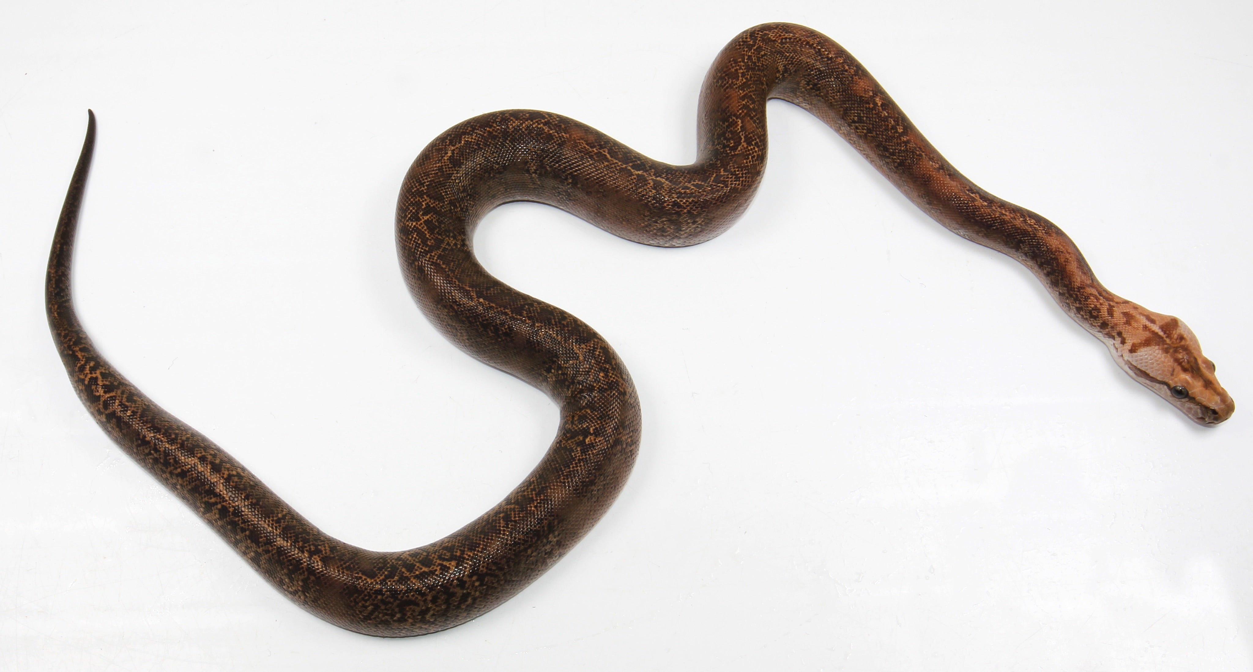 Granite het Albino possible het Pied Burmese Python