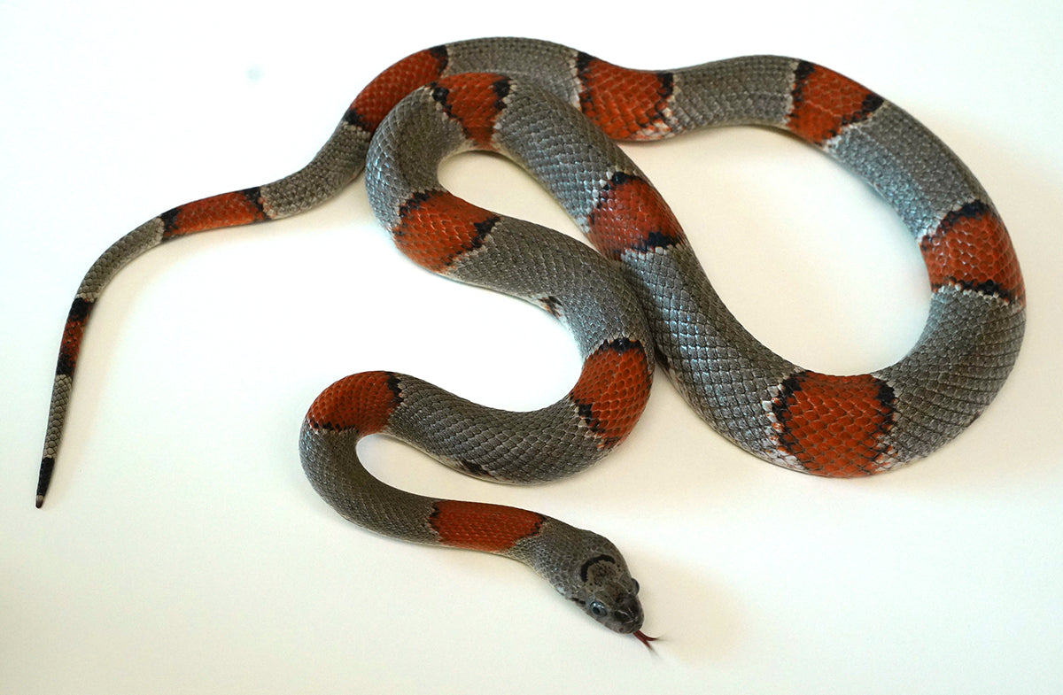 Proven Breeder Female Gray Banded King - Breeding now Gravid or close to Ovulation