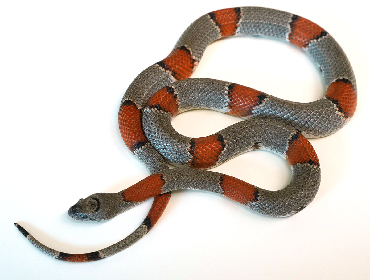 Proven Breeder Female Gray Banded King - Breeding now Gravid or close to Ovulation