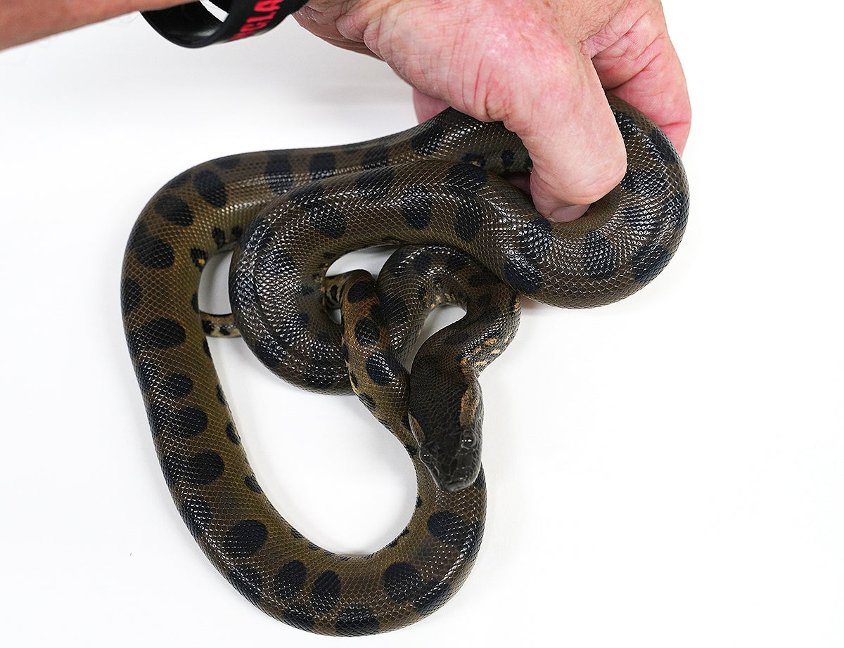 CBB Male Green Anaconda - Well Started