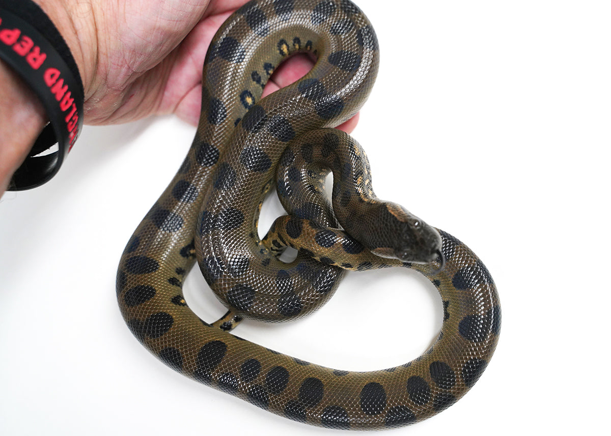 CBB Male Green Anaconda - Well Started