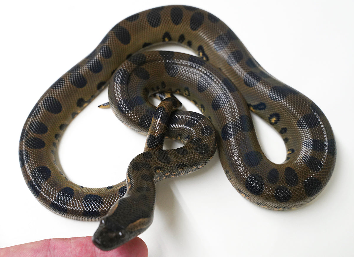 CBB Male Green Anaconda - Well Started