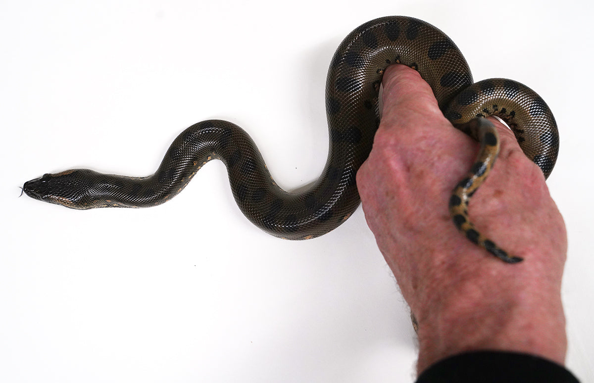 CBB Male Green Anaconda - Well Started!