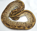 Load image into Gallery viewer, Breeder Male Odium HGWoma Fader Combo + Ball Python