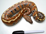 Load image into Gallery viewer, Female Het TNegative Albino Blood Python - Ultra Red Stock