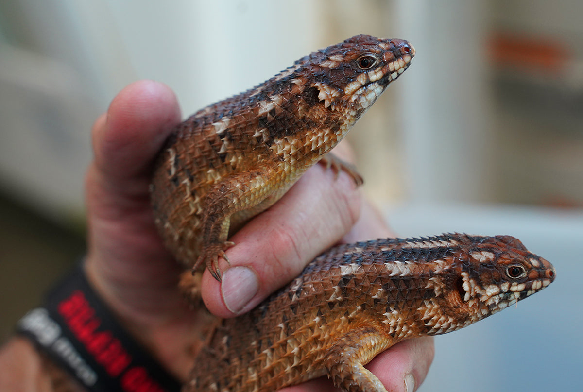 Adult Hosmer's Spiny-tailed Skink Egernia Hosmeri "Pair" - Gorgeous Gems
