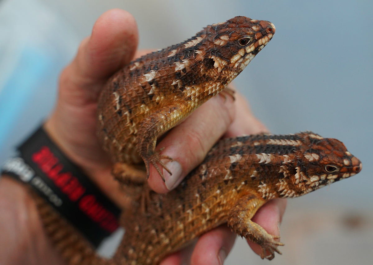 Adult Hosmer's Spiny-tailed Skink Egernia Hosmeri "Pair" - Gorgeous Gems