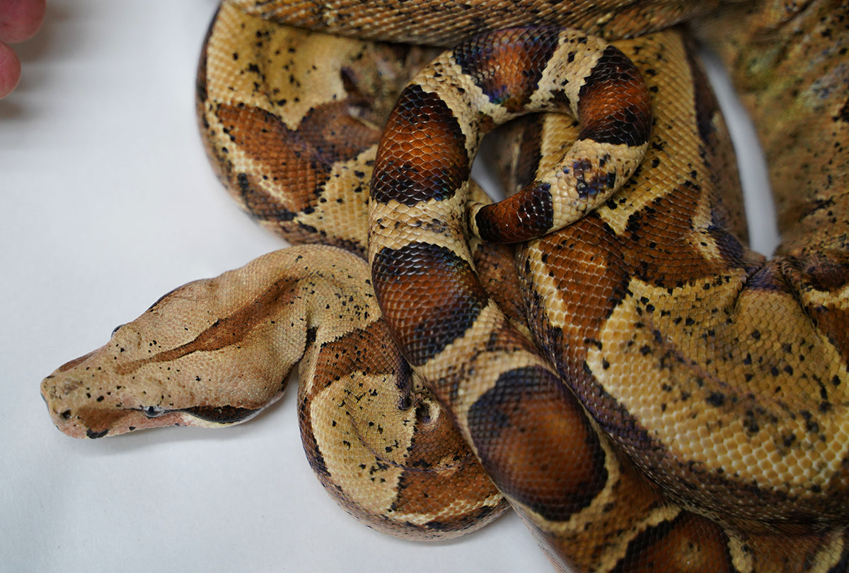 2020 Male Breedable Hypo Het Leopard Het Black Eyed Anerythristic 50% Possible Het Kahl Albino Boa Constrictor.