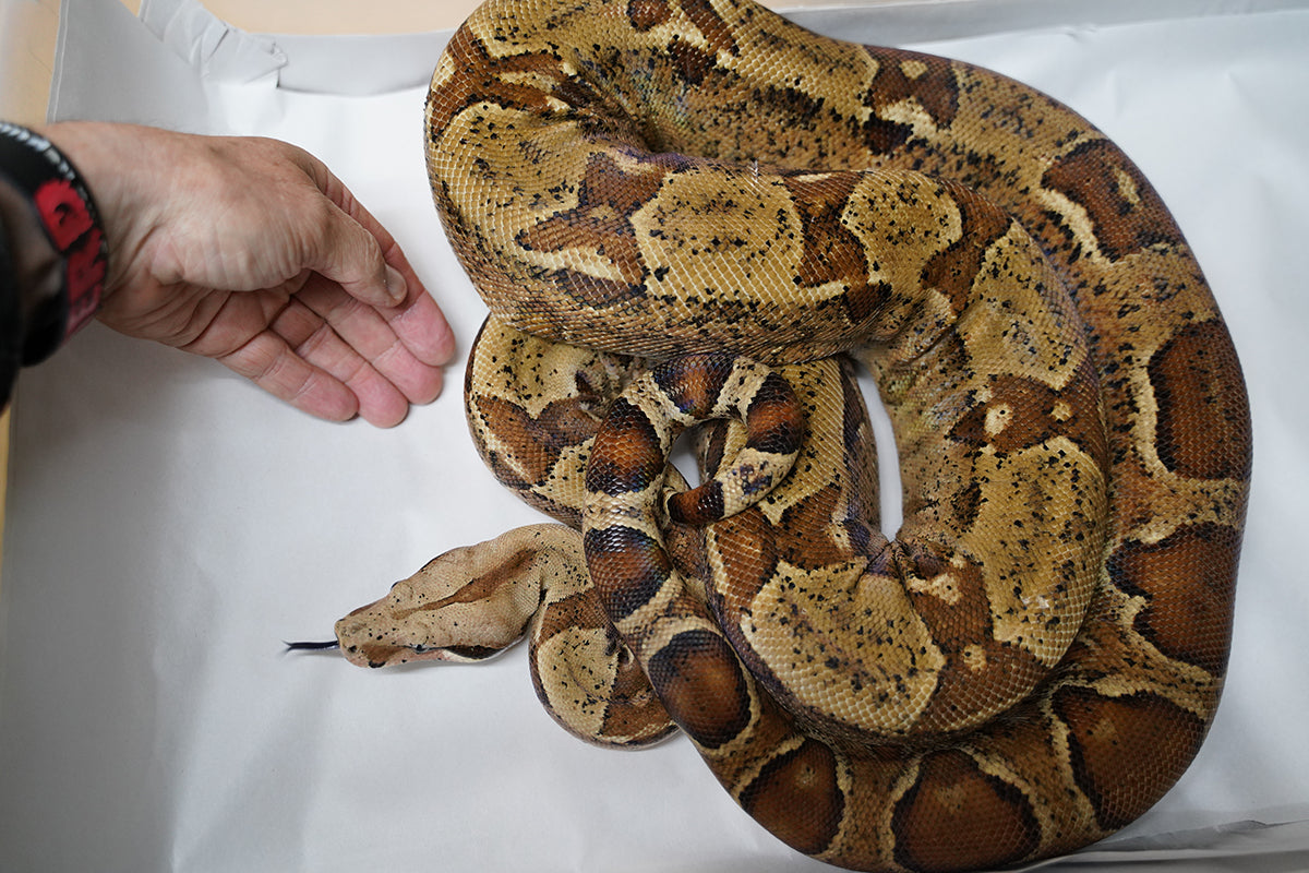 2020 Male Breedable Hypo Het Leopard Het Black Eyed Anerythristic 50% Possible Het Kahl Albino Boa Constrictor.