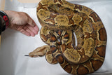 Load image into Gallery viewer, 2020 Male Breedable Hypo Het Leopard Het Black Eyed Anerythristic 50% Possible Het Kahl Albino Boa Constrictor.