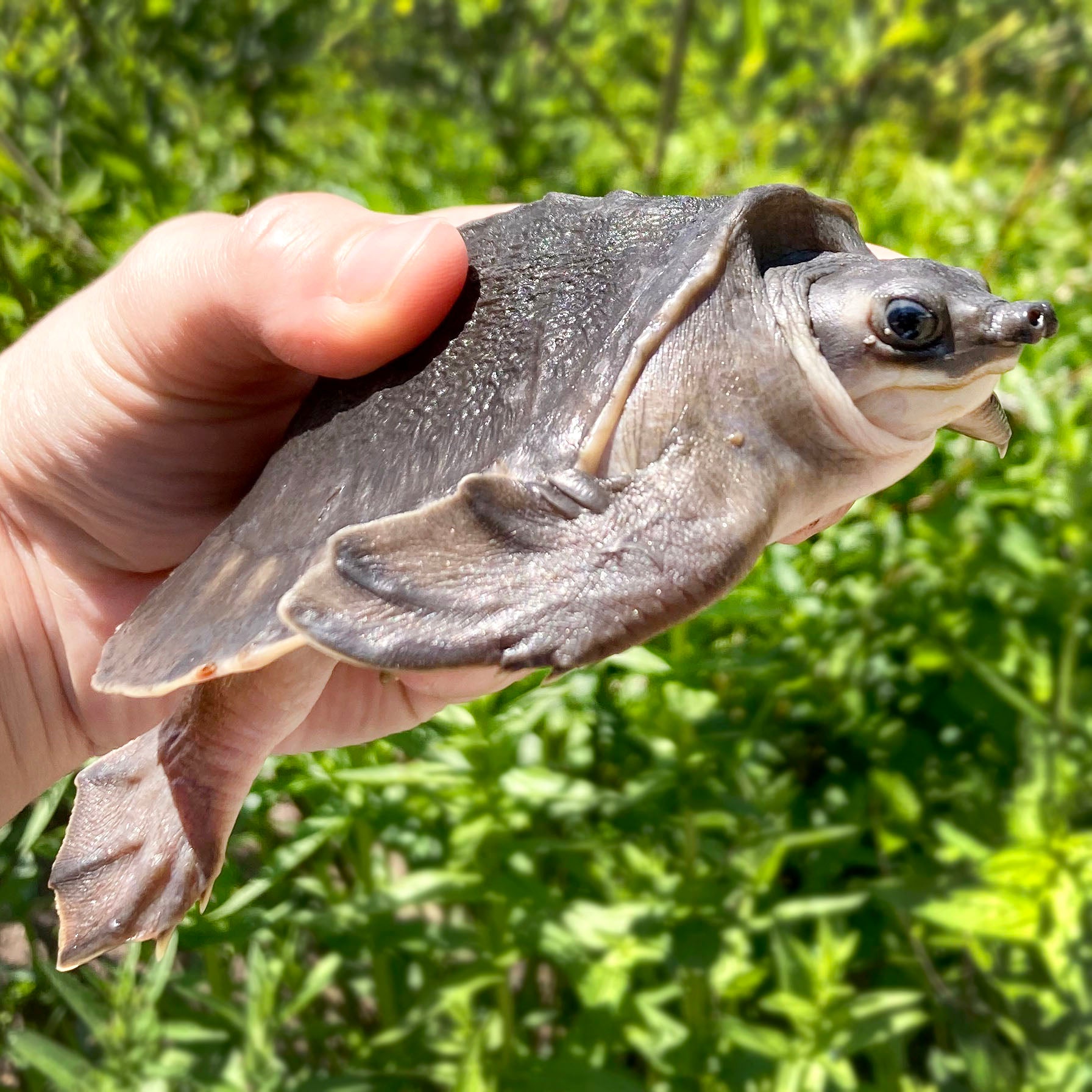 CBB Small Fly River Turtles! (Pig-nosed Turtle) Carettochelys Insculpta *Representative Photos*